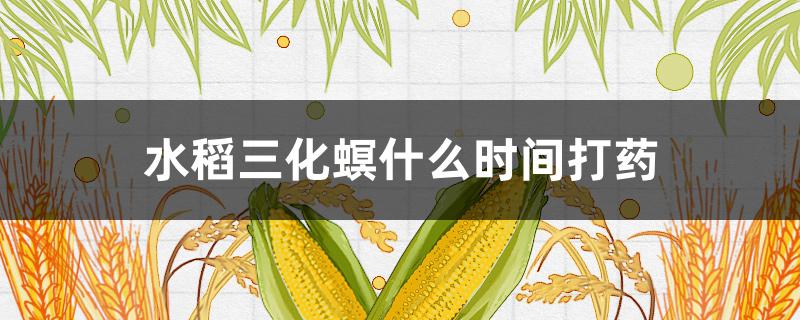 水稻三化螟什么时间打药（今年水稻三化螟虫什么时候打）