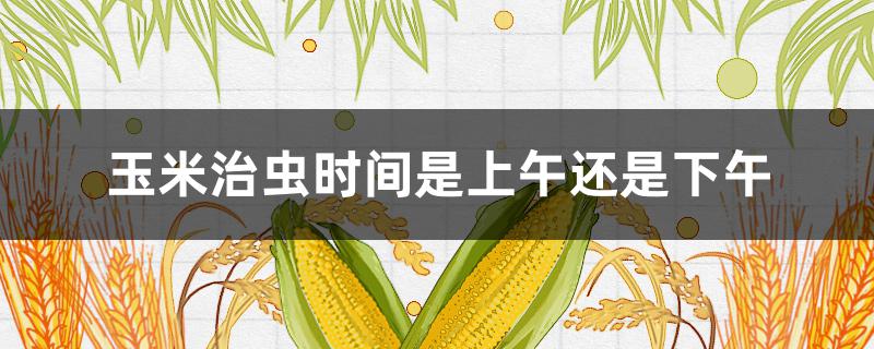 玉米治虫时间是上午还是下午