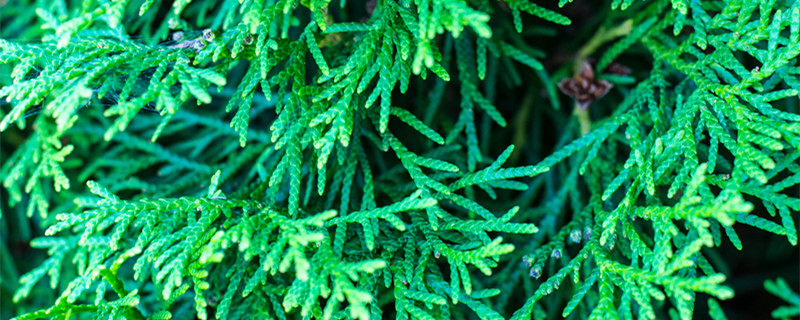 真柏的养殖方法 真柏用什么土栽培