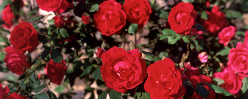 六朵玫瑰代表什么 六朵玫瑰代表什么含义