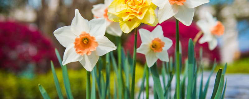 洋水仙的养殖方法 洋水仙的养殖方法水培