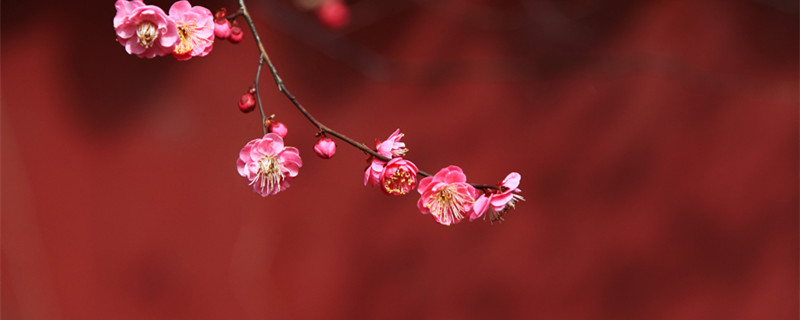 羊乳花的养殖方法（羊乳 植物）