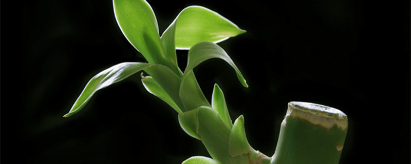 开运竹怎么养（开运竹怎么水养）