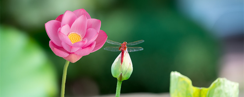 荷花什么时候开放 迎春花什么时候开放