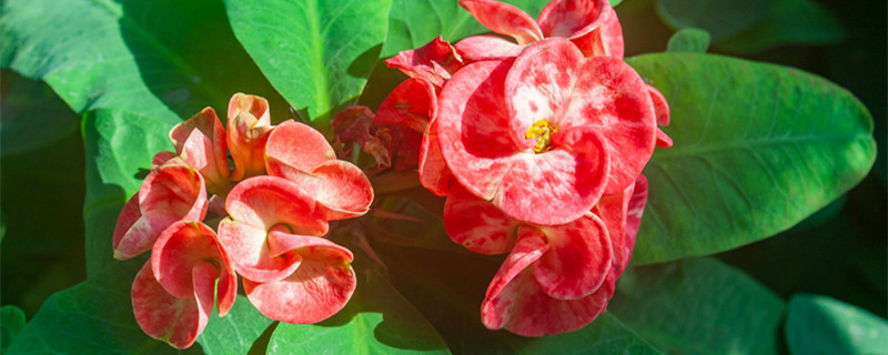 铁海棠的养殖方法和注意事项 铁海棠怎么养?