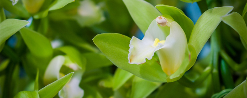 松叶兰是被子植物吗 种兰花的松树