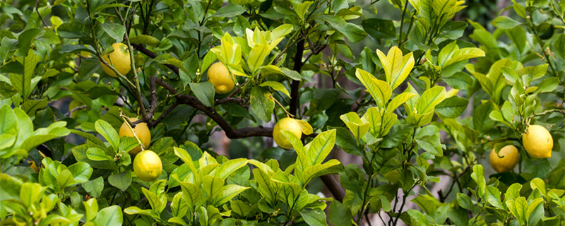柠檬养殖方法与技巧（柠檬的养殖方法和注意事项—养殖日记）
