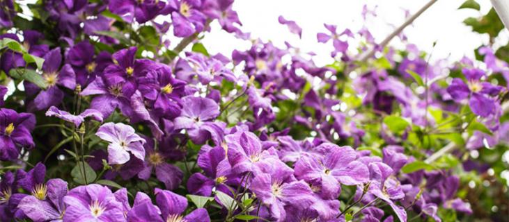 铁线莲的养殖方法和注意事项 铁线莲的养殖方法和注意事项过冬