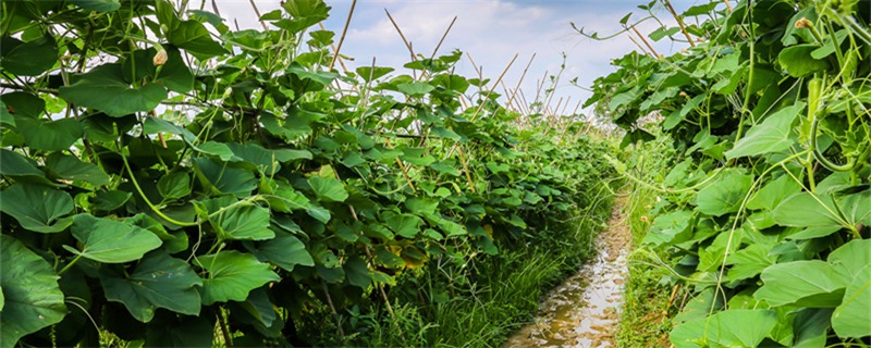 盆栽葫芦的种植方法和时间 葫芦盆栽怎么栽