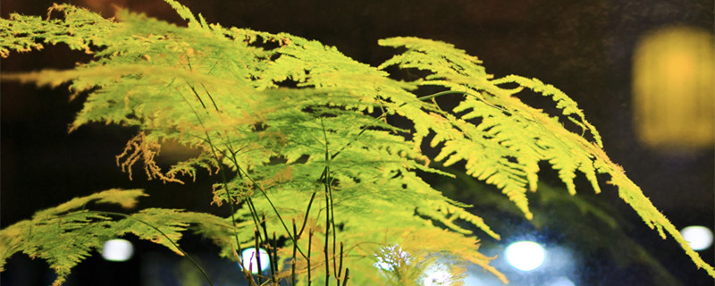 文竹的叶子黄了怎么办 文竹的叶子黄了怎么办?