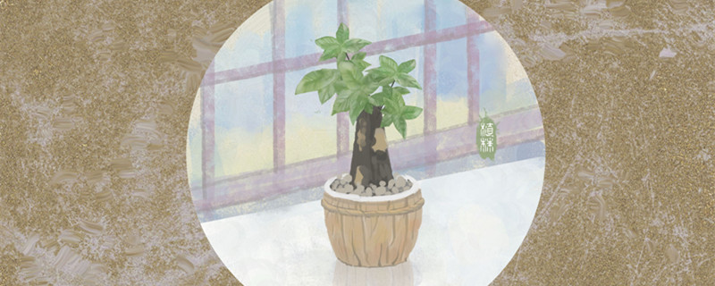 发财树的养殖方法（发财树的养殖方法和浇水）