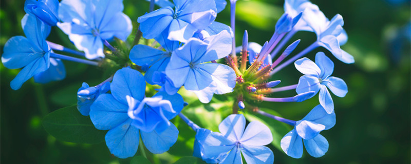蓝雪花花语（蓝雪花花语一句话）