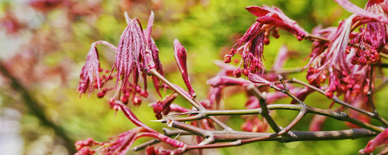 鸡爪槭栽培株距行距(鸡爪槭的高度)