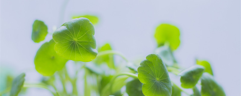 铜钱草的养殖方法和注意事项 水培铜钱草的养殖方法和注意事项