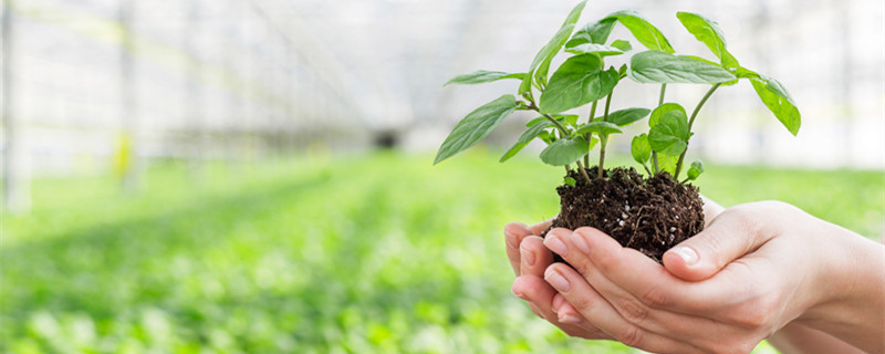 植物呼吸作用的意义 植物呼吸作用的意义在于