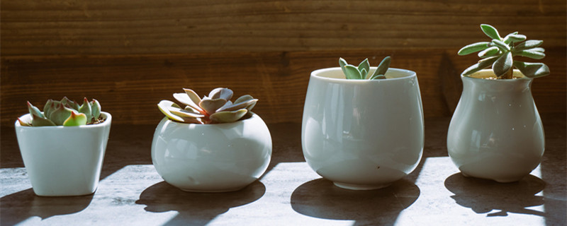 怎么看出多肉开始缀化 多肉缀化是怎么一回事