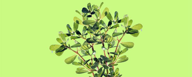 燕子掌的养殖方法 植物燕子掌的养殖方法