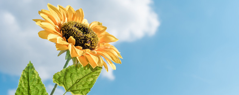 向日葵的特点 向日葵的特点和外形的描写