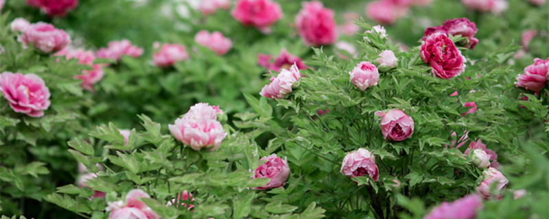 春季牡丹花怎么栽培（牡丹花怎么栽培技术）
