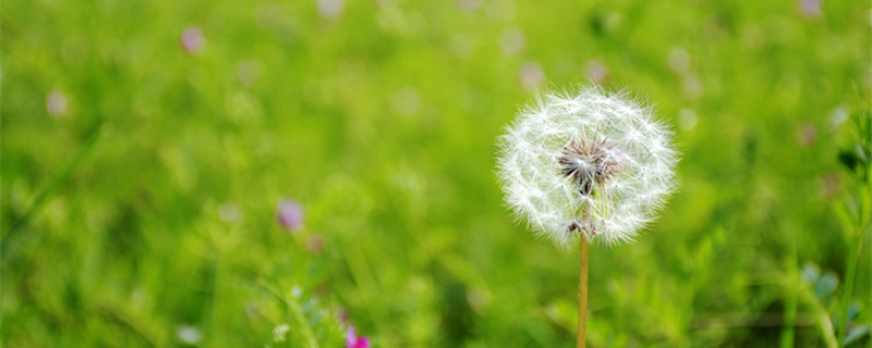 蒲公英是什么颜色 蒲公英是什么颜色的花