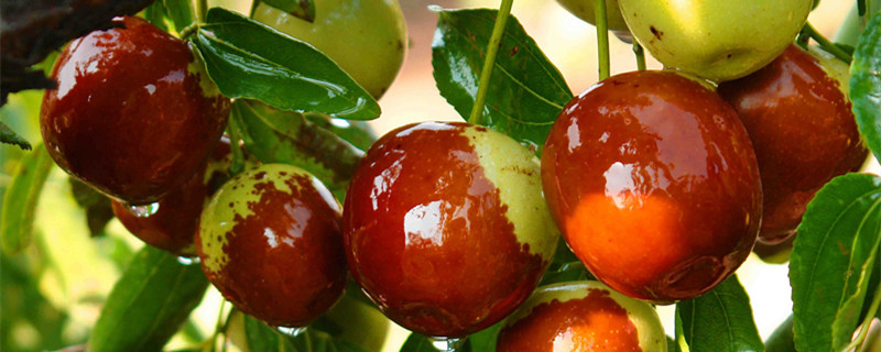 枣树什么时候发芽 枣树什么时候发芽,开花结果?