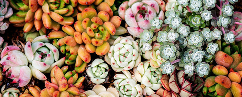 观音莲有毒吗（黑叶观音莲有毒吗）