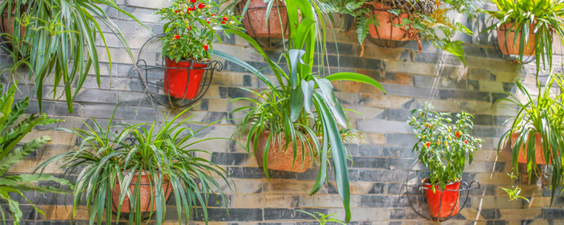 虎皮兰的养殖方法和注意事项 虎皮兰的养殖方法和注意事项 盆栽