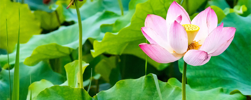 荷花的主要品种(荷花的主要品种13种常见品种)