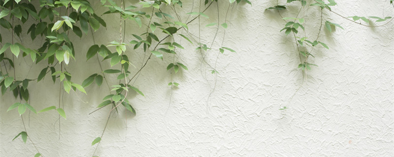 金钱树叶子发黄怎么办 金钱树叶子发黄怎么办?几招教你轻松解决!