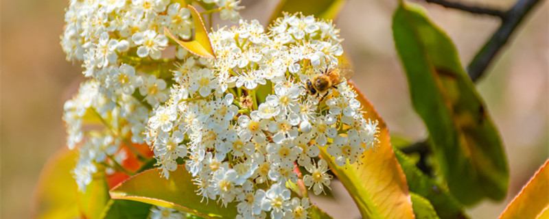 红叶石楠花的味道（红叶石楠有味吗）