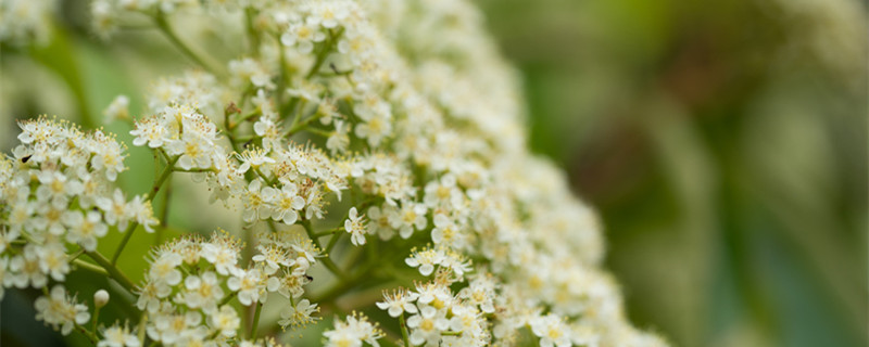 石楠花作用（石楠花的作用）