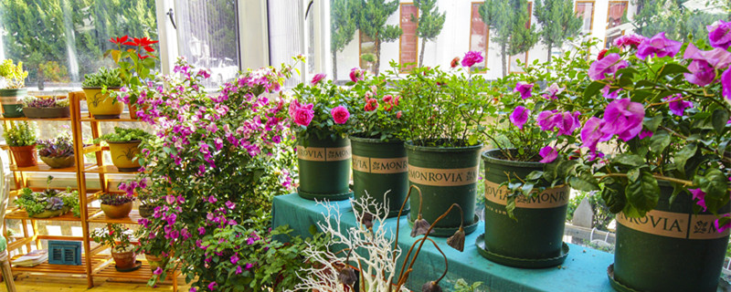 一粒维生素C加多少水浇花（维生素c水浇花好吗）