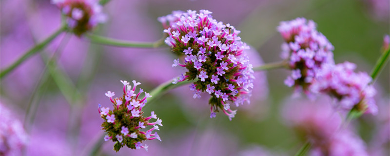 穗花牡荆的养殖方法和注意事项 穗花牡荆种植和养护