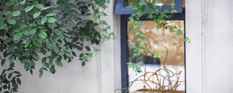 米兰花的养殖方法 米兰花的养殖方法和注意事项冬季