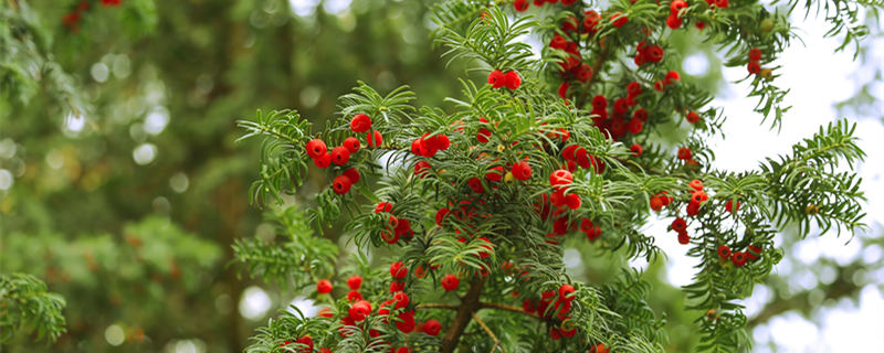 红豆杉是什么树 红豆杉是什么树图片