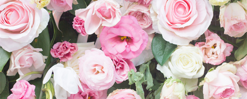 粉红玫瑰代表什么 粉玫瑰和红玫瑰代表什么
