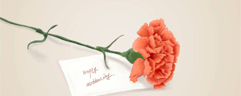 康乃馨花苞还没开就枯萎了怎么办 鲜花康乃馨花苞还没开就枯萎了怎么办