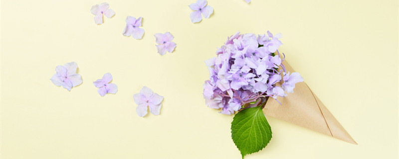 绣球从小苗到开花需要几年 绣球花小苗一年能长多大