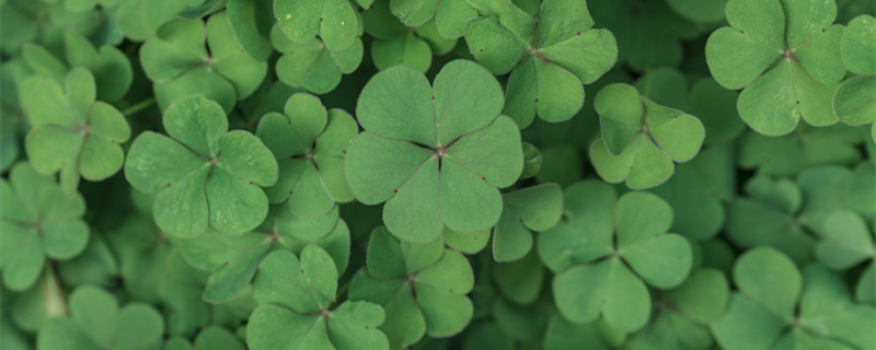 六叶草的含义(六叶草的含义是什么)