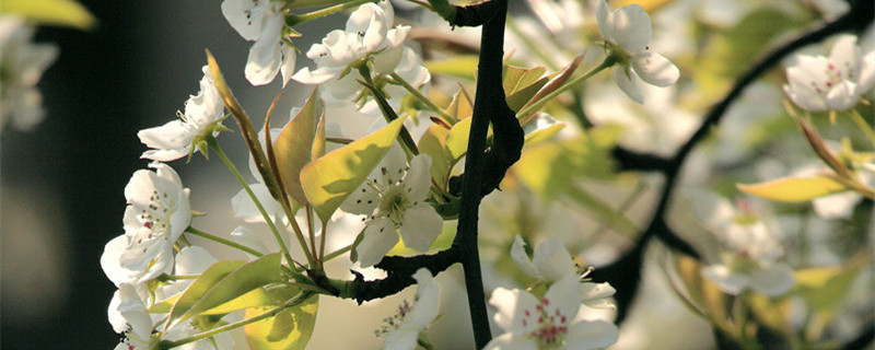 梨花什么颜色（梨花什么颜色什么气味）