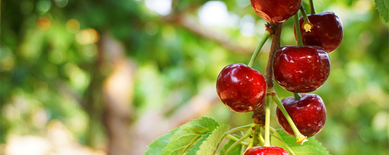 樱桃子怎样才能发芽 樱桃种子怎样才能发芽