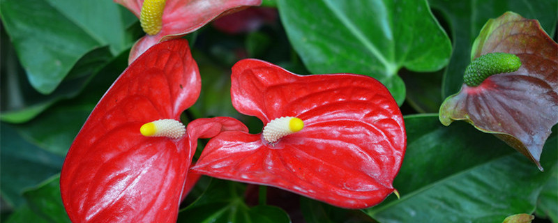 红掌和花烛的区别（红掌和花烛是一种花吗）