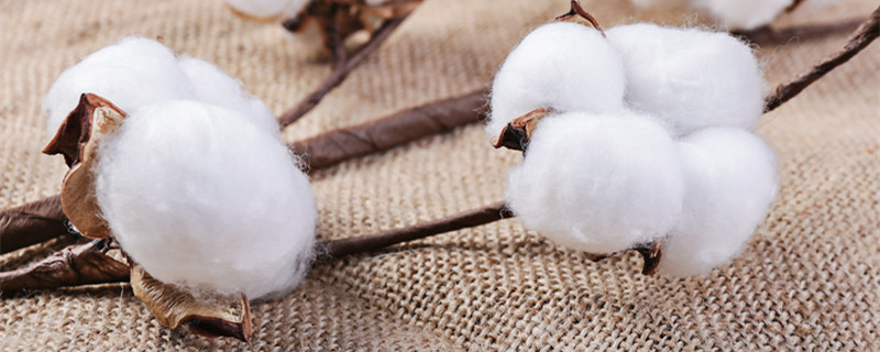 棉花的花语（白色棉花的花语）