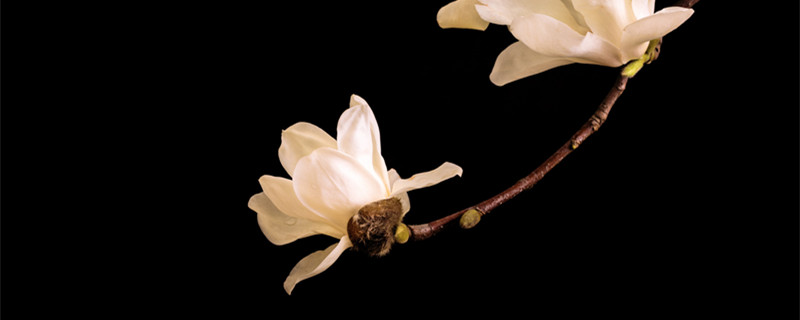 四季玉兰花一年开几次（四季玉兰花一年开几次花期长吗?）