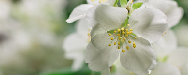 茉莉花的花语是什么（茉莉花代表什么花语）