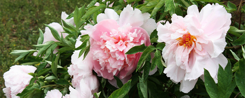 牡丹适合室内盆栽吗 牡丹能盆栽吗