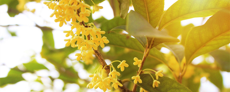 镇宅的花卉绿植有哪些（室内镇宅的花卉绿植有哪些）