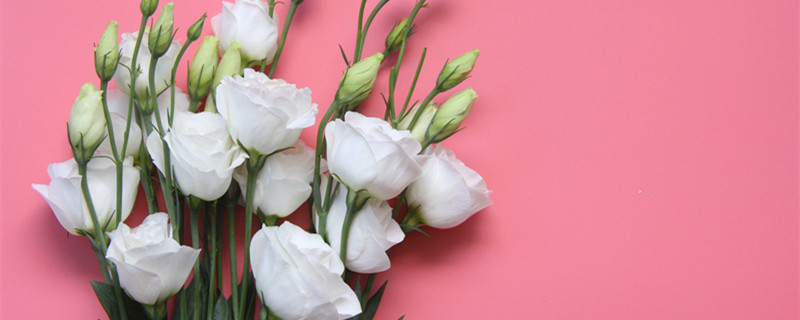 桔梗花语是什么 夏季洋桔梗花语是什么