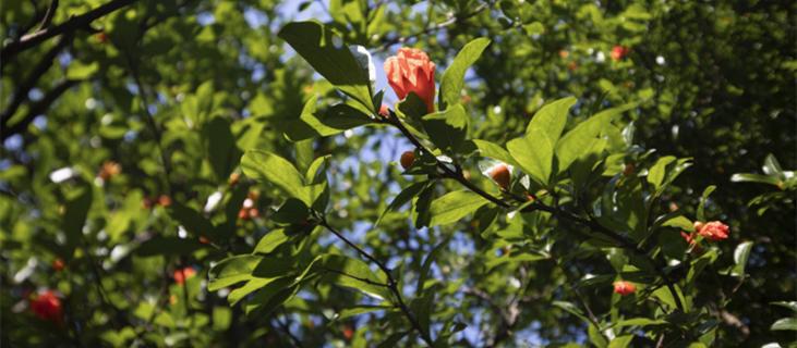 石榴花花语 石榴花花语是什么