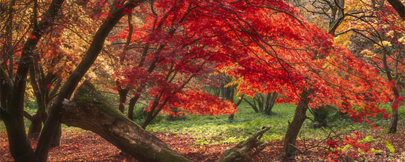 火焰兰水养方法（火焰兰水养方法和注意事项）